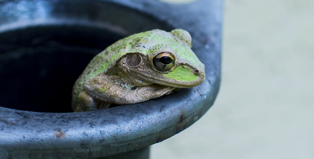 Photo Frog Pokémon