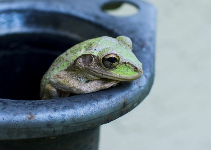 Photo Frog Pokémon